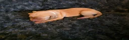 Labrador Retriever dogs for sale: Kc Reg Dark Fox Red & Light Red Lab Pups - Advert 6