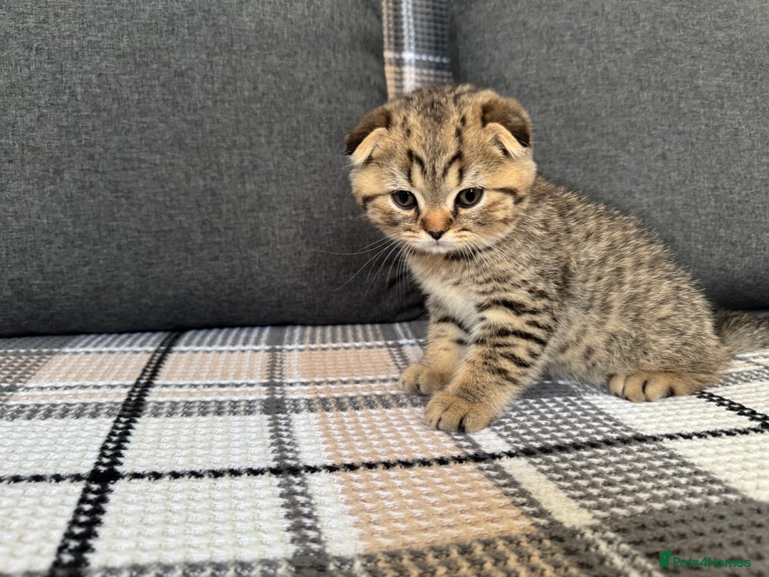 British Shorthair cats for sale: British Shorthair X Scottish Fold - Advert 8