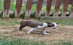 Boston Terrier dogs for sale: 2 females left !!!!!!! - Image 13