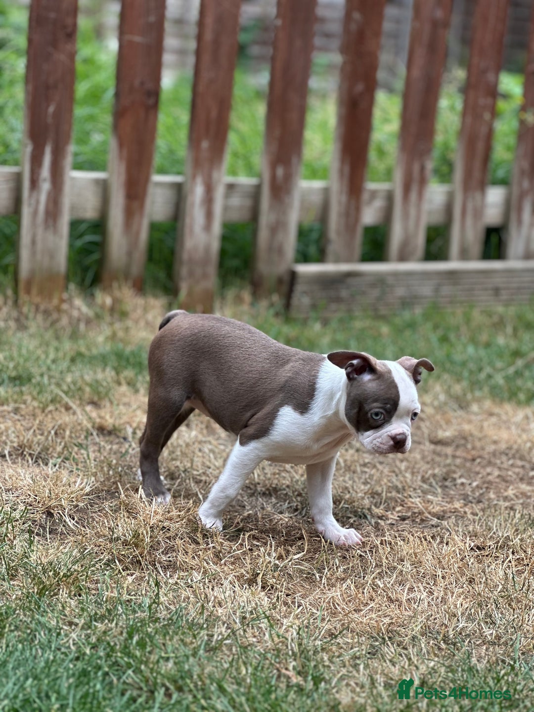 Boston Terrier dogs for sale: 2 females left !!!!!!! - Image 13