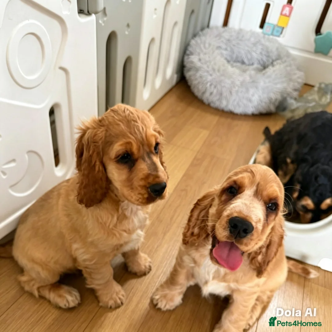 Cocker Spaniel dogs for sale: Stunning English show type cocker puppies  - Advert 2
