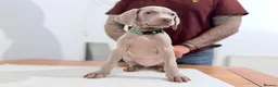 Weimaraner dogs for sale: Gorgeous silver Weimaraner puppies READY SOON !! - Advert 5
