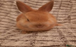 Netherland Dwarf rabbits for sale: Seven Litters Of Netherland Dwarf Babies - Image 3