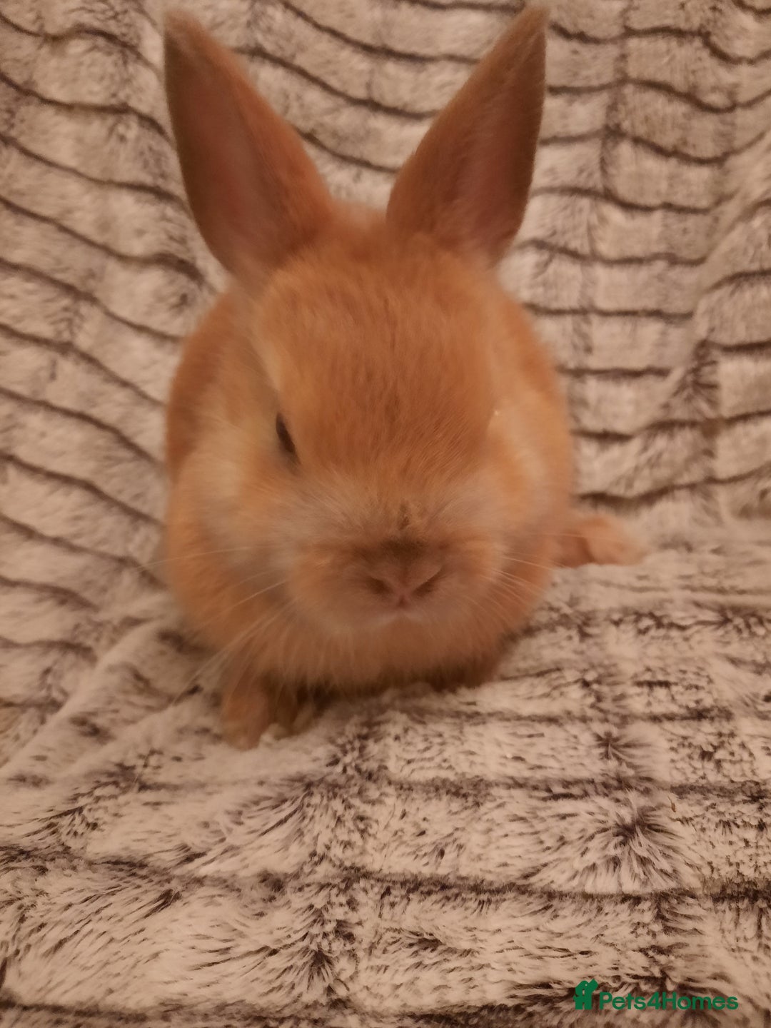 Netherland Dwarf rabbits for sale: Seven Litters Of Netherland Dwarf Babies - Image 3