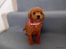 Goldendoodle dogs Gorgeous F1b Goldendoodles - Advert 7