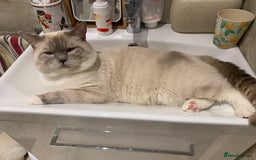 Ragdoll cats for sale: Half breed Ragdoll female kitten available  - Image 25
