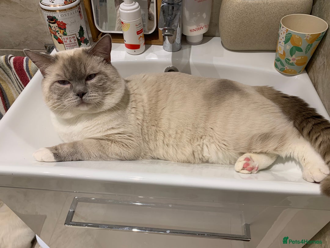 Ragdoll cats for sale: Half breed Ragdoll female kitten available  - Image 25