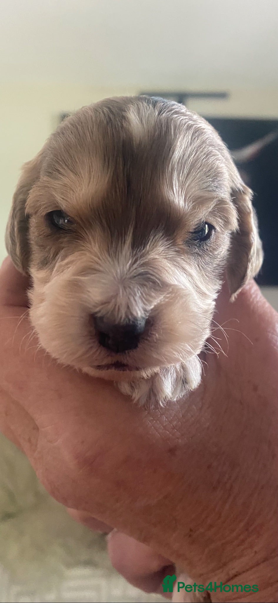 Cockapoo dogs F1 Show Type Merle Cockapoos (RARE) - Advert 12