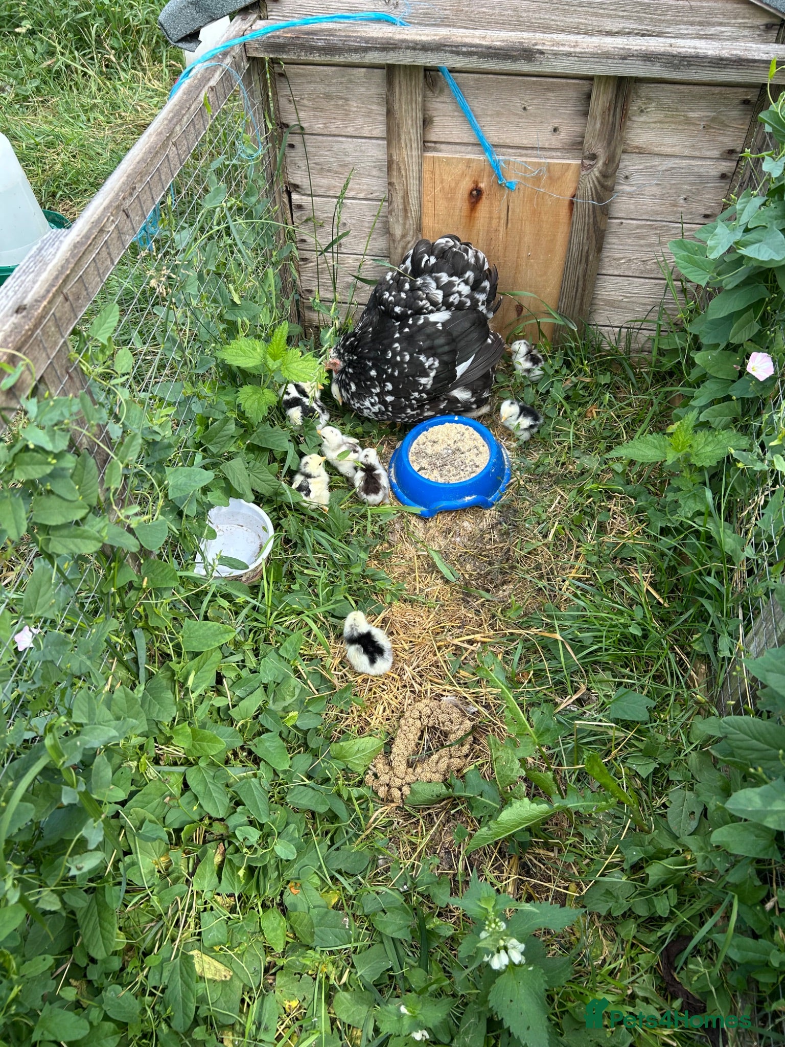 Chickens poultry PEKIN HEN & 12 CHICKS  - Advert 2