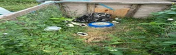 Chickens poultry for sale: PEKIN HEN & 12 CHICKS  - Advert 1