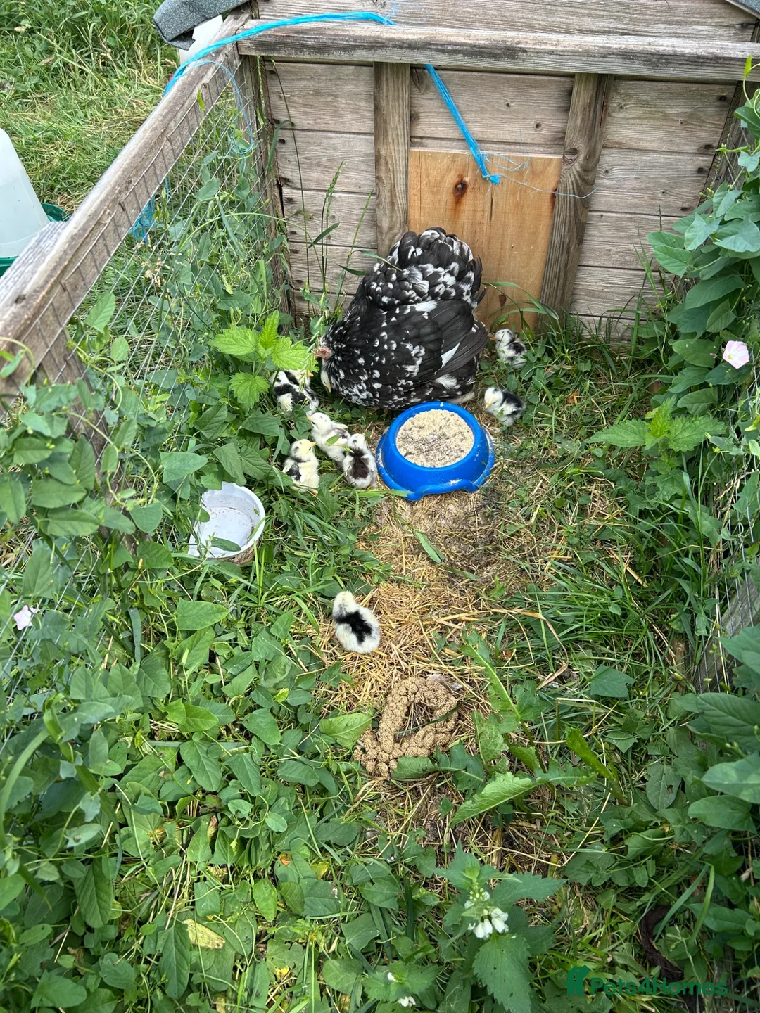 Chickens poultry for sale: PEKIN HEN & 12 CHICKS  - Advert 1