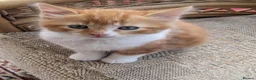 Mixed Breed cats for sale: Home reared kittens - Advert 7