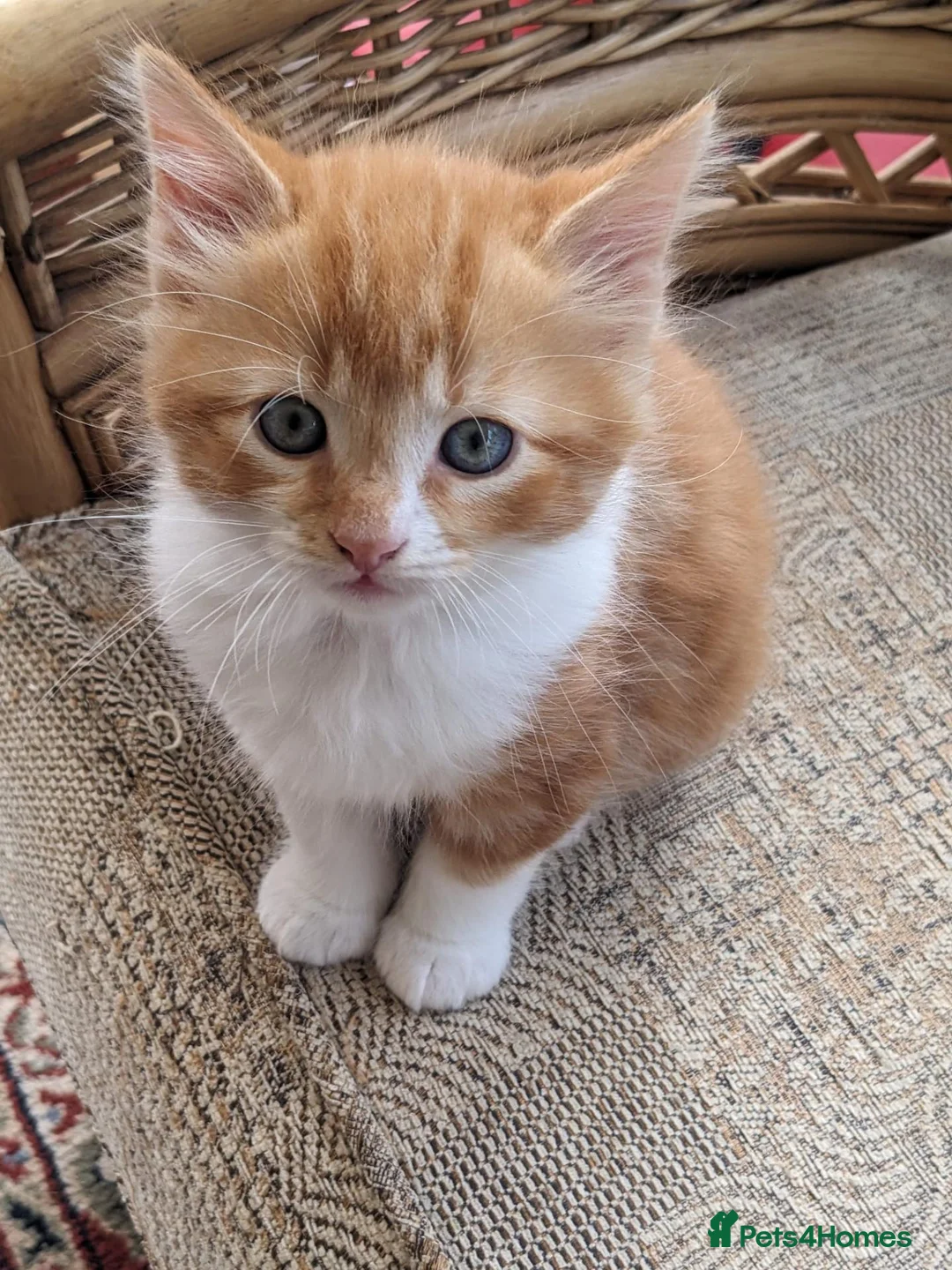 Mixed Breed cats for sale: Home reared kittens - Advert 7