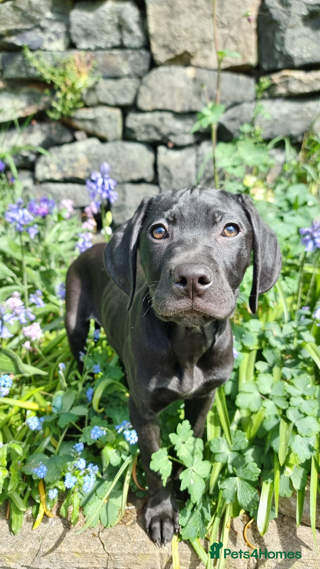 Weimaraner Lab Mix Weimaraner Cross Puppies For Sale Vizsla Cross - Main Image