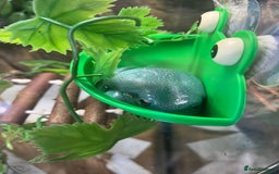 Frog reptiles for sale: Whites tree frog x2 and one tree frog - Image 2