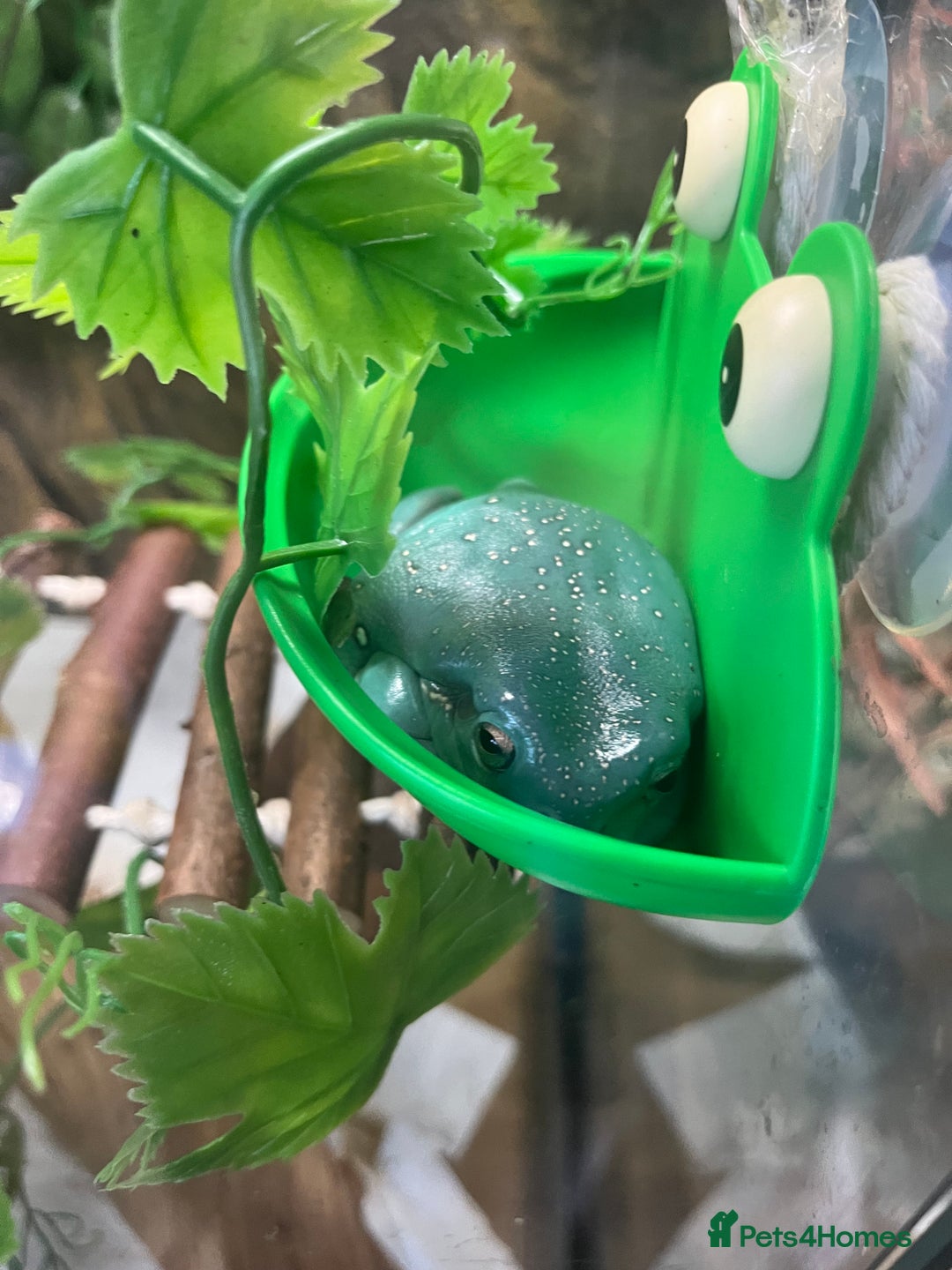 Frog reptiles for sale: Whites tree frog x2 and one tree frog - Image 2