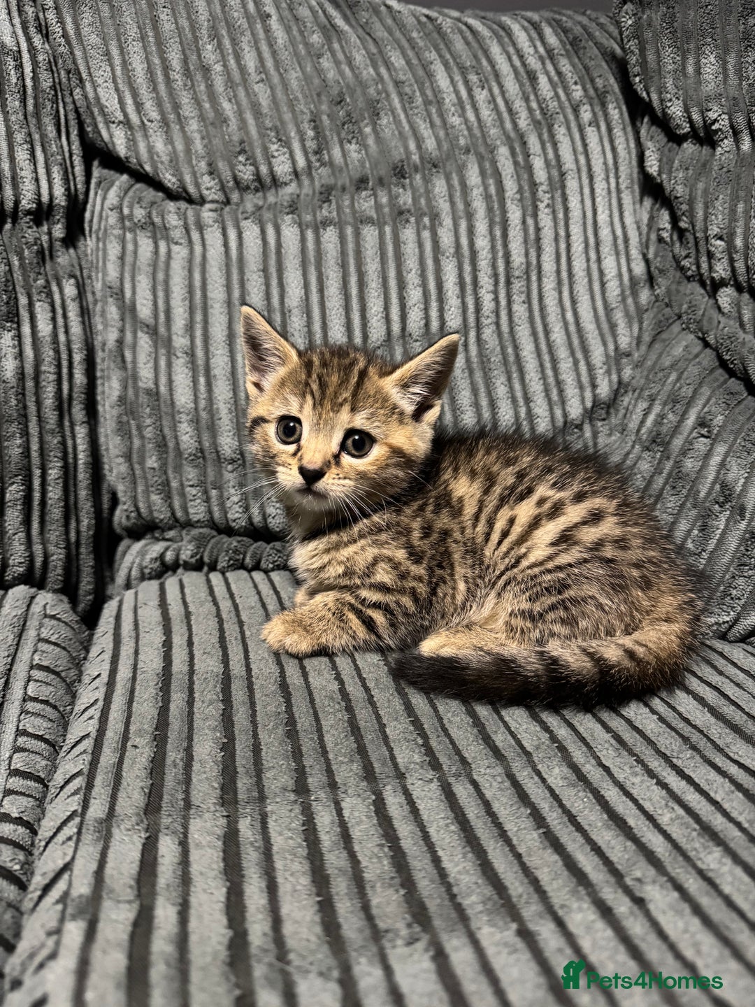 Mixed Breed cats for sale: American bobtail / tortoise shell - Image 10