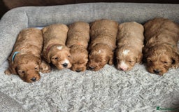 Cockapoo dogs for sale: Beautiful litter of 6 cockapoos - Image 14