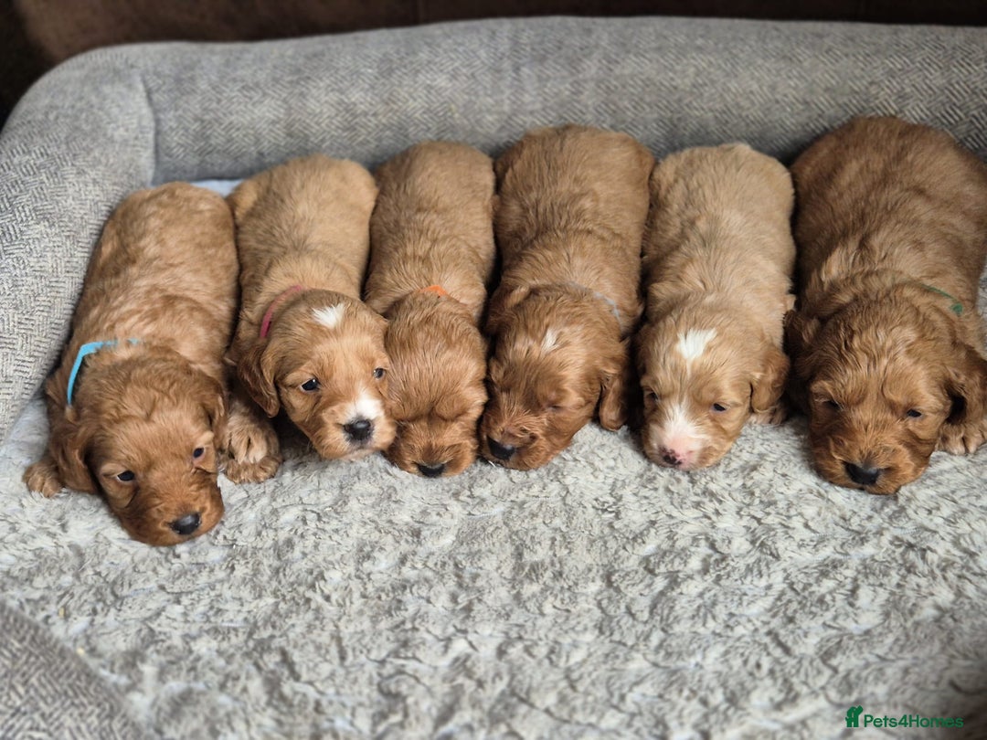 Cockapoo dogs for sale: Beautiful litter of 6 cockapoos - Image 14