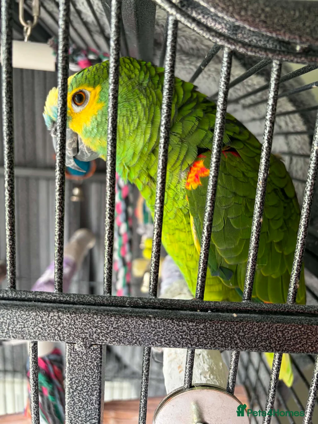 Parrots birds for sale: Blue fronted Amazon  in Shrewsbury - Advert 1
