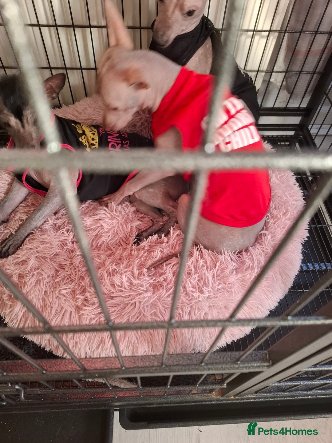 Mexican Hairless dogs for sale: Beautiful little boy 18week old - Advert 18