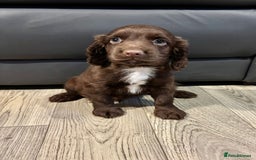 Cocker Spaniel dogs for sale: Cocker Spaniel Puppies Ready Now - Image 7
