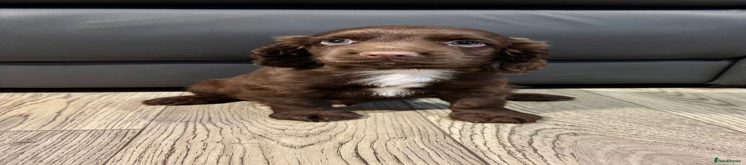 Cocker Spaniel Puppy 2