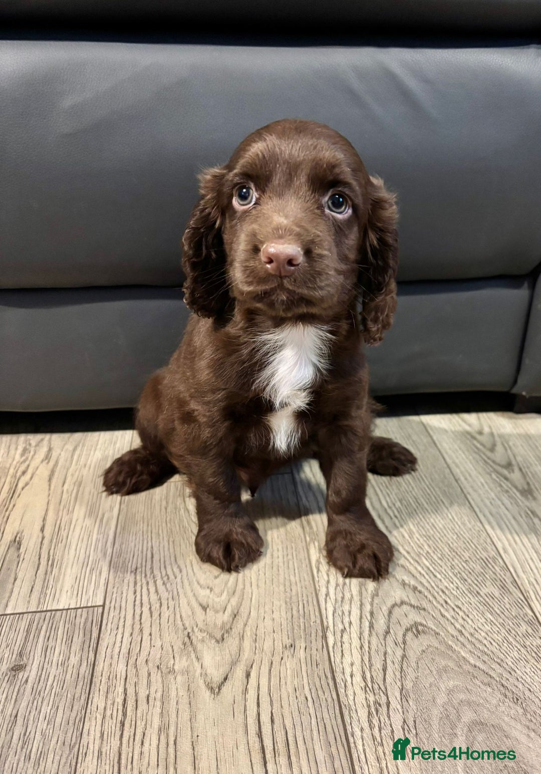 Cocker Spaniel dogs for sale: Cocker Spaniel Puppies Ready Now - Image 7