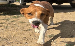 Mixed Breed dogs for sale: Plummer X Jack Russell Puppies - Image 7