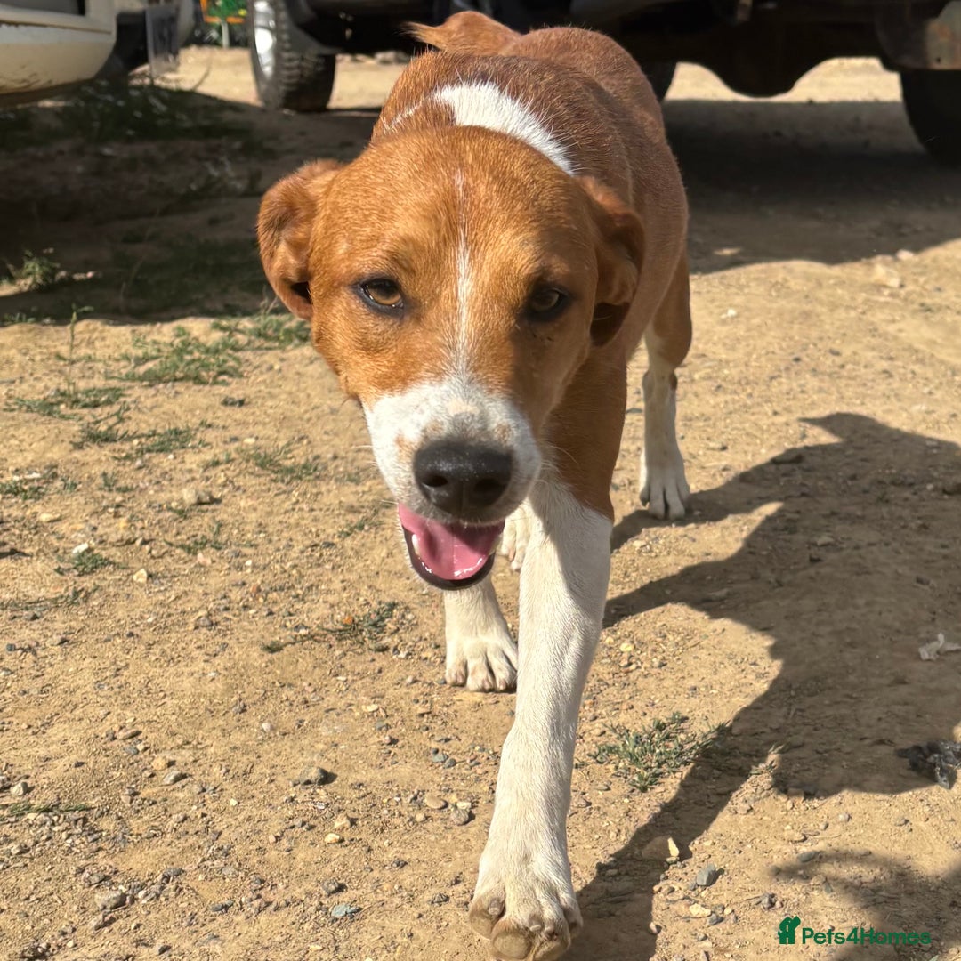Mixed Breed dogs for sale: Plummer X Jack Russell Puppies - Image 7