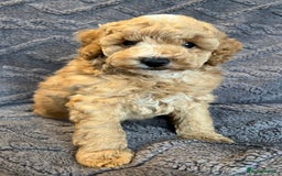 Miniature Poodle dogs for sale: Miniature Poodle Puppies Available.  - Image 13