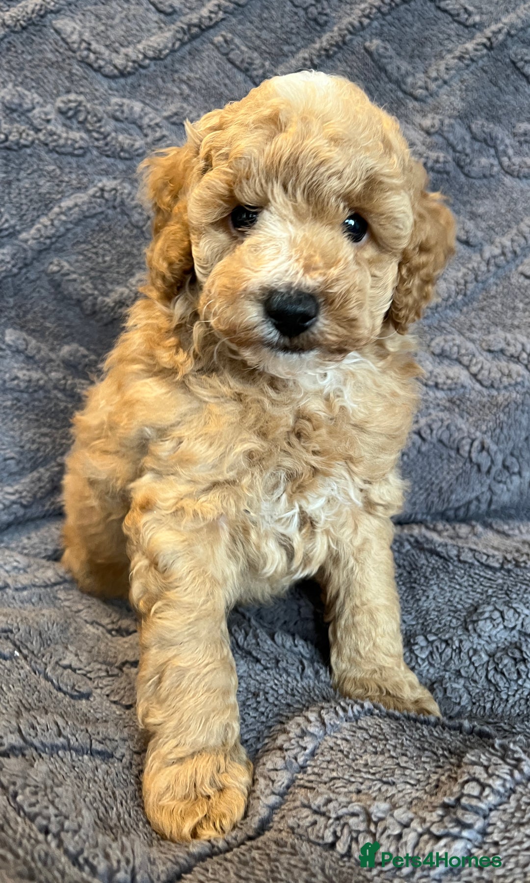 Miniature Poodle dogs for sale: Miniature Poodle Puppies Available.  - Image 13