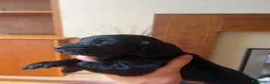 Cocker Spaniel 2