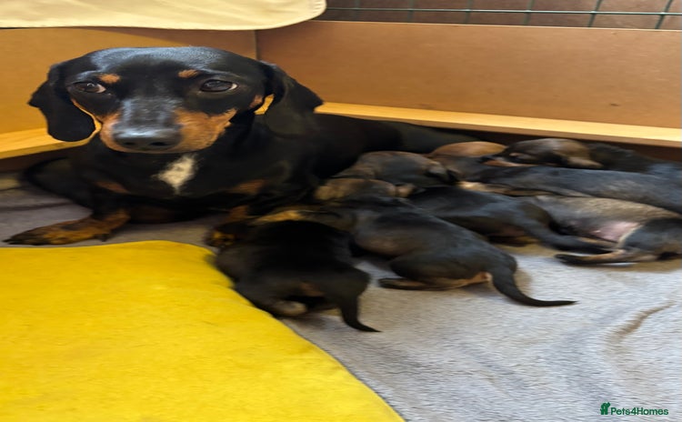 Dachshund dogs - Advert 2