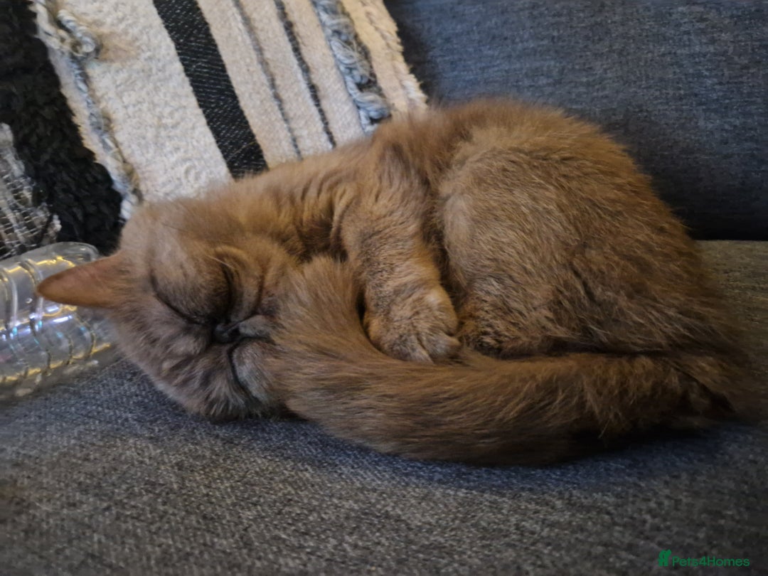 Exotic cats for stud: Looking for a exotic stud - Image 1
