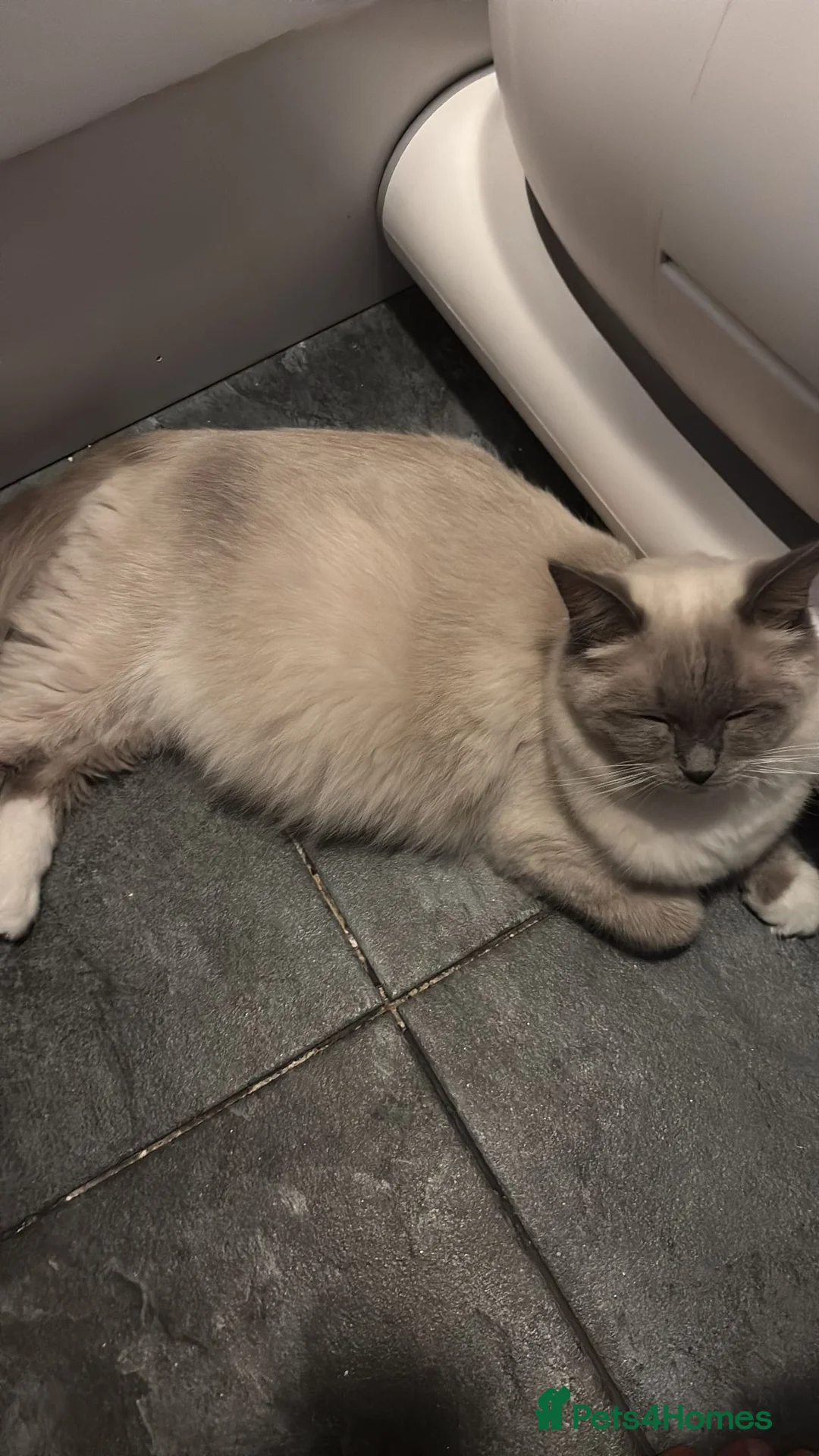 Ragdoll cats for sale: 3 boys  - Advert 18