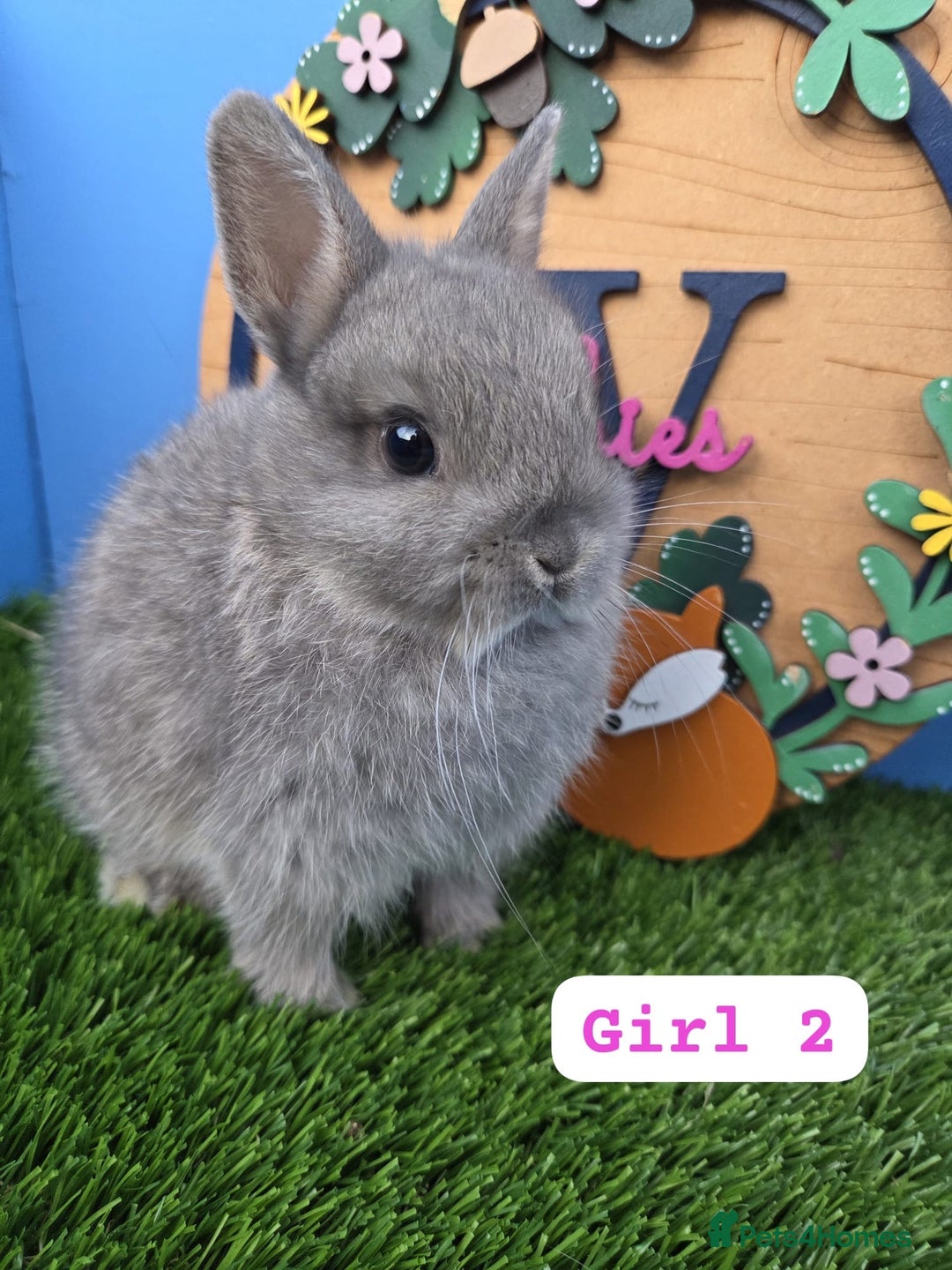 Netherland Dwarf rabbits for sale: Netherland Dwarf Baby Rabbits Girls Boys Buck Doe - Advert 3