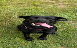 Labrador Retriever dogs for sale: Labrador puppy available  - Image 3