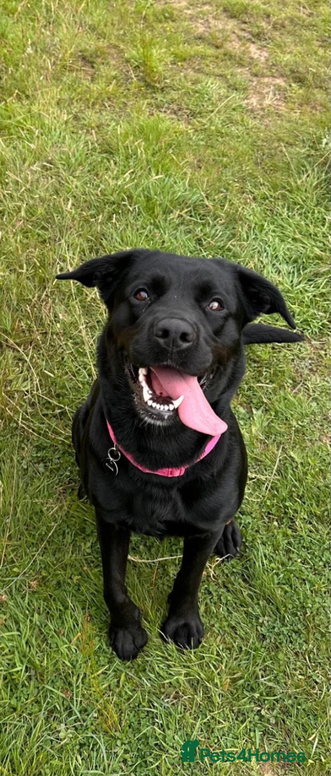 Labrador Retriever dogs for sale: Labrador puppy available  - Image 3