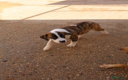 Mixed Breed dogs for adoption: ABANDONED BRINDLE PUPPY - Image 5
