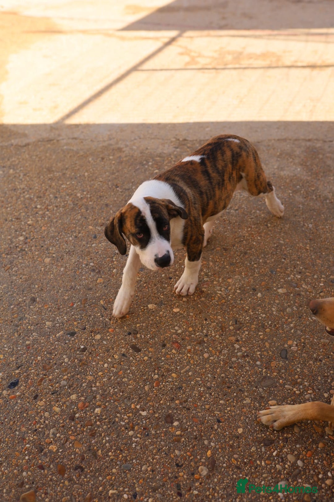 Mixed Breed dogs for adoption: ABANDONED BRINDLE PUPPY - Image 5
