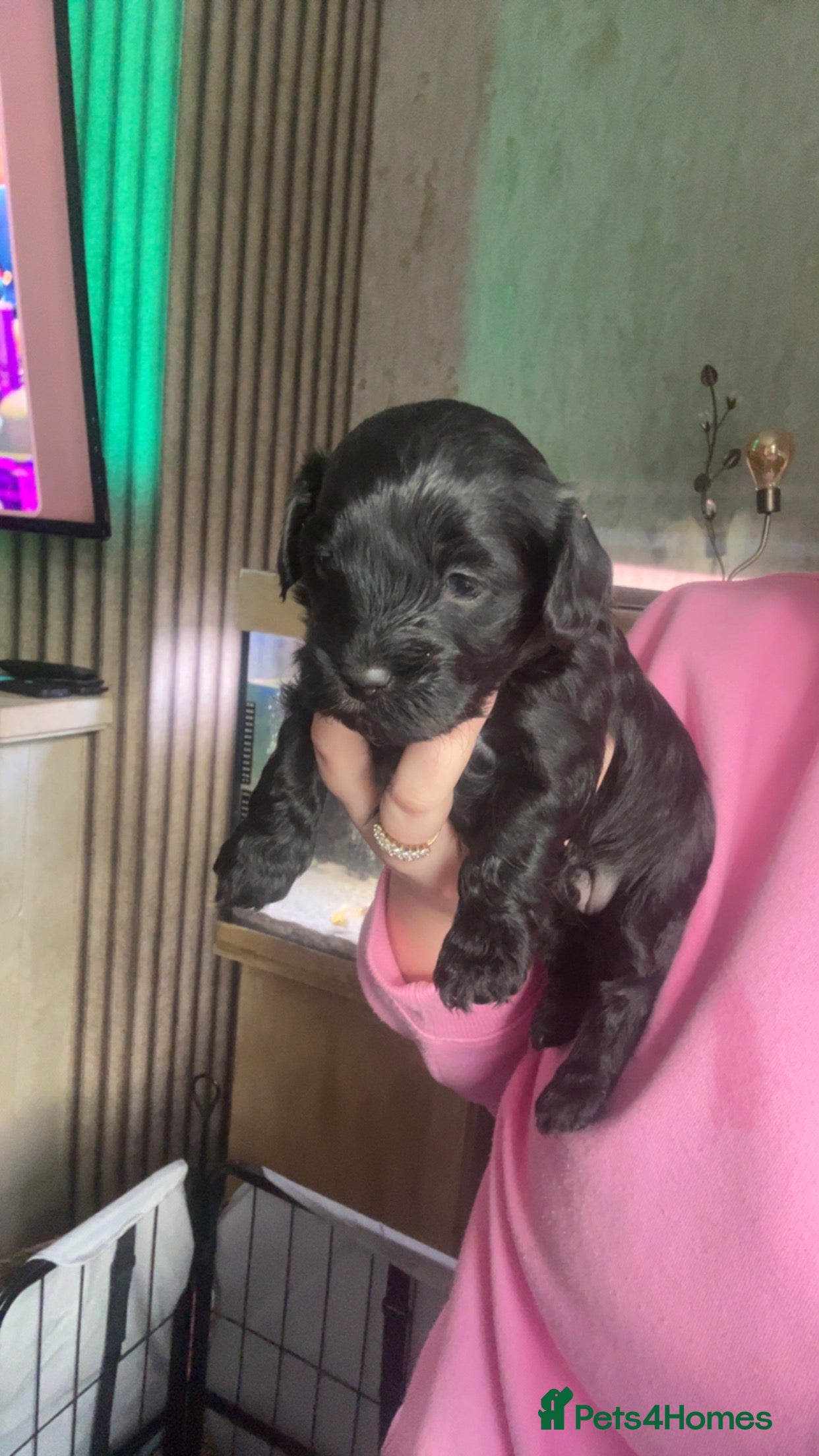 Lhasapoo dogs Stunning lhasapoo puppies 2 boys available  - Advert 1