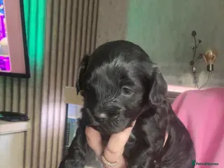 Lhasapoo dogs Stunning lhasapoo puppies 2 boys available - Advert 7