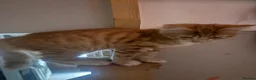Mixed Breed cats for sale: Two beautiful ginger kittens  - Advert 4