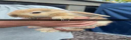 Mini Lop rabbits for sale: Beautiful mini lop babies - Advert 2
