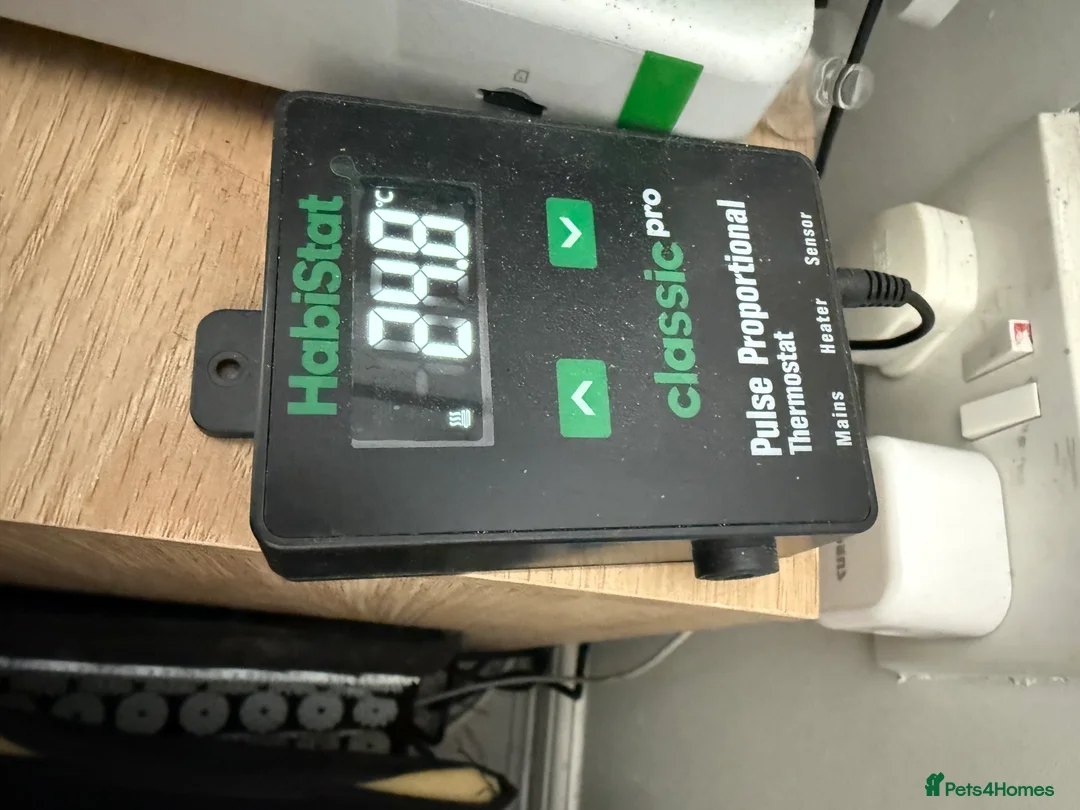 Tarantulas invertebrates for sale: Mexican fire leg tarantula  - Advert 2