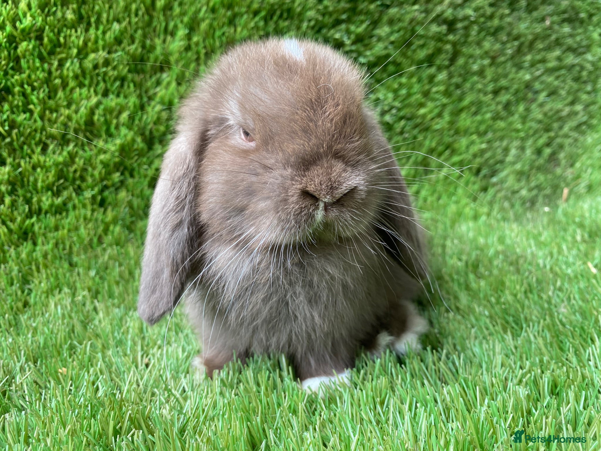 Mini Lion Lop rabbits Double main lion lops and mini lops - Advert 15