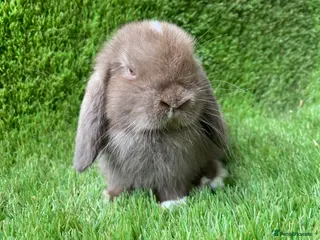 Mini Lion Lop rabbits Double main lion lops and mini lops - Advert 15