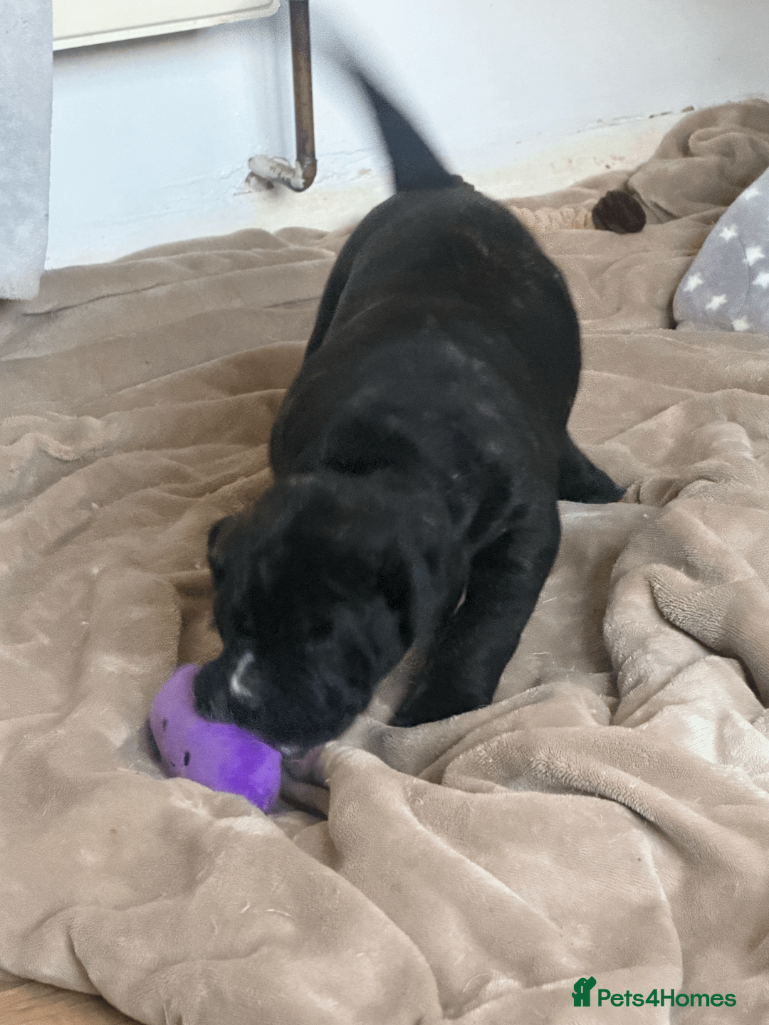 Presa Canario dogs for sale: 1 Male and 1 Female Quality Presa Canario Puppies in Solihull - Advert 18