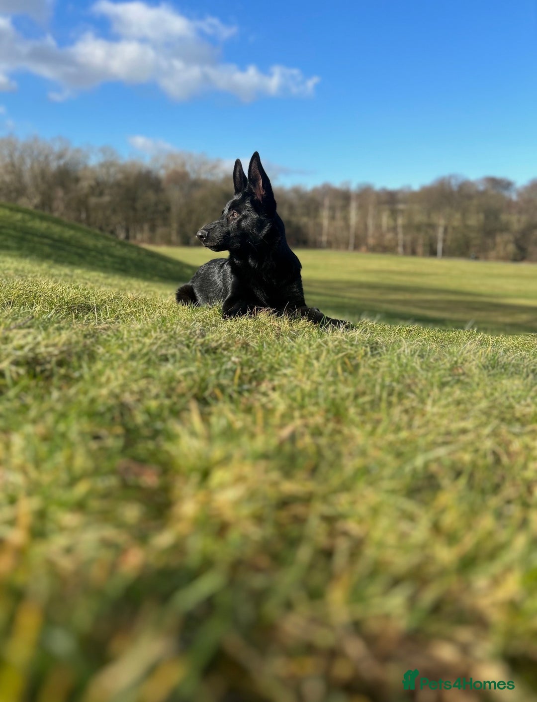 German Shepherd dogs for stud: Black German Shepherd stud - Advert 7